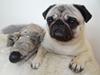 Mops Uffe [ Himmelhund]