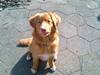 Nova scotia duck tolling retriever shaggy tollers stay with me (zippo) [Tidl. hund]