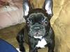 Fransk bulldog Luna Berta
