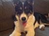 Siberian husky Sika Tidligere hund. ( Solgt Men savnet )