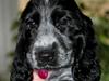Cocker spaniel Maja