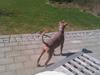 Xoloitzcuintle Nox