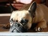 Fransk bulldog Nanna