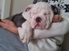 Olde english bulldogge Bullforce blue Eddie Himmelhund
