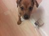 Blanding af racer Zacki [Tidl. hund]