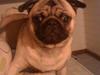 Mops Frank [Tidl. hund]