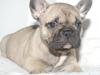 Fransk bulldog Casper-Cornelius Chopin
