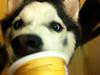 Siberian husky Keira