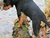 Rottweiler Kato Aflivet grundet AD/HD d. 15/4-13 [ Himmelhund]