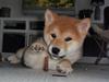Shiba Kenzo