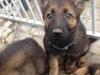 Schæferhund Cutulus Liva