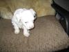 Chinese crested powder puff Effi [Tidl. hund]