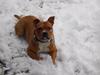 Staffordshire bull terrier Pax