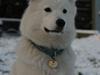 Samojedhund Smilla