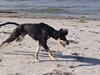 Saluki Kirman Arania