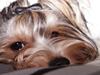 Biewer yorkshire terrier Ejner