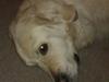 Golden retriever Golden Lady-Logde The Snow Man (Laffe) [ Himmelhund]