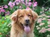 Nova scotia duck tolling retriever Anton