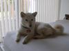 Shiba Freja