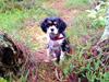 Cavalier king charles spaniel Enya (Diamantra´s Bianca Love)