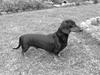 Gravhund Elvis Pedersen