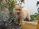 Mittelspitz Maxi (Sable Shade´s Red Bull)
