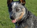 Australsk cattledog Dundee