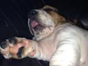 Basset hound Paddington