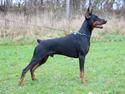 Dobermann Eria Pro Rising Star Rigga