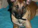 Malinois Jenos Mercedes