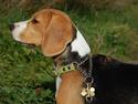 Beagle Daisy Hills Prinsesse Lathyrus. [Thyrus]