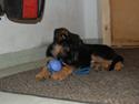 Schæferhund Lyagers Come On Corba