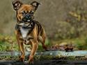 Blanding af racer Milo.