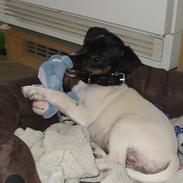 Dansk svensk gaardhund Dobby