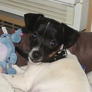 Dansk svensk gaardhund Dobby