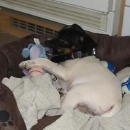 Dansk svensk gaardhund Dobby