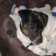 Dansk svensk gaardhund Dobby