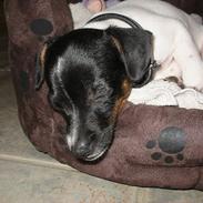 Dansk svensk gaardhund Dobby