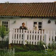 West highland white terrier Nufti