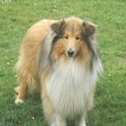 Collie langhåret Luie<3<3