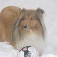 Collie langhåret Luie<3<3