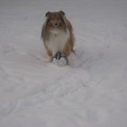 Collie langhåret Luie<3<3