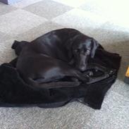 Labrador retriever Ascha