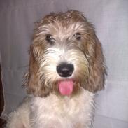 Petit basset griffon wendéen Rasmus