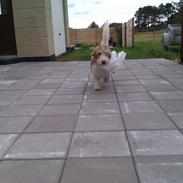 Petit basset griffon wendéen Rasmus