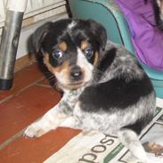 Dansk svensk gaardhund Kom-Cowie