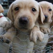 Golden retriever Falco