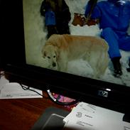 Golden retriever Falco