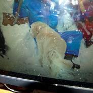 Golden retriever Falco