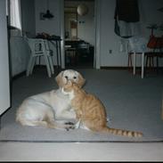 Golden retriever Falco